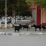 Premierul României apără maidanezii: „Nu o să fiu deloc mândru să trăiesc într-o țară care măcelărește animale”