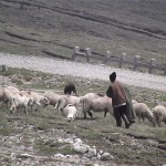 Ciobanul şi-a omorât colegul de stână şi l-a desfigurat pe altul