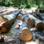 Parcul Natural Apuseni,   devastat de hoţii de lemne