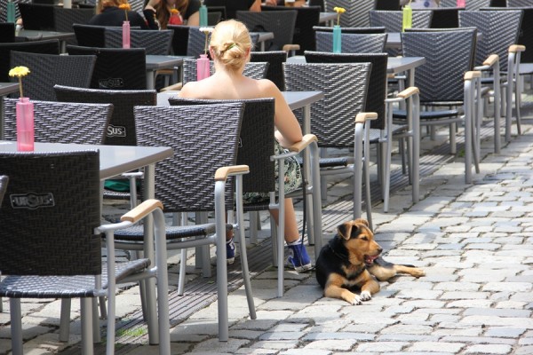 Conform noului regulament,   stăpânii de câini nu vor mai avea voie să se plimbe cu patrupedele în spații publice (Foto: Dan Bodea)