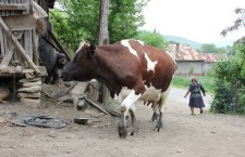 În timp ce în luna mai a anului 2013 se colectau aproximativ 70000 de tone de lapte,   în mai 2014 cantitatea a depăștit 100.000 de tone. (Foto: Dan Bodea)