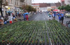 O stradă din centrul Clujului acoperită cu un covor de flori