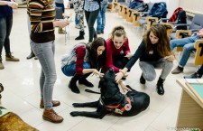 Bes este unul dintre câinii de terapie cu care studenții stresați își pot petrece timpul liber (Foto: Radu Pădurean)