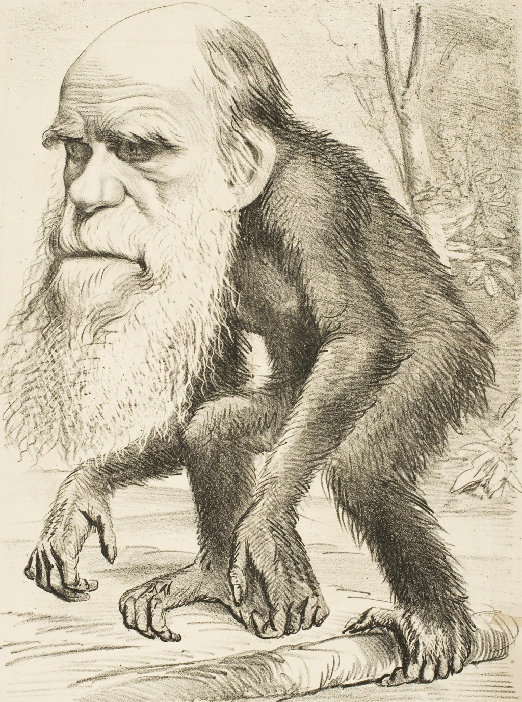 Astfel era înfăţişat adeseori în prea vremii Charles Darwin,   de către opozanţii săi,   cei care nu puteau accepta teoriile sale. Era denigrat prin articole şi caricaturi care îl prezentau în chip de maimuţă sau ca un monstru. 