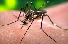 Virusul Zika este răspândit de țânțari | Foto: Wikipedia