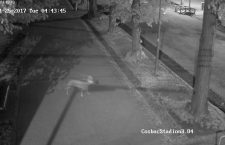 VIDEO Poliţiştii locali au salvat un căprior care s-a rătăcit în Parcul Central