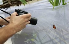 Fluturi exotici pot fi admirați într-o expoziție la grădina botanică