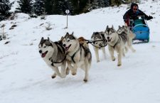GALERIE FOTO| Câinii zăpezilor au făcut spectacol la Cupa Beliș 2018