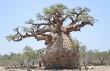 Moartea baobabului bătrân