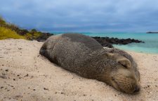 Specialiști ai USAMV Cluj-Napoca demarează un proiect în Arhipelagul Galapagos pentru leii de mare