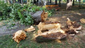 FOTO | Parcul Central din Cluj, devastat de furtuna de ...